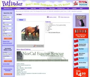 horse rescue