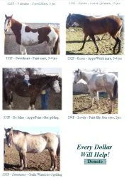 horse rescue