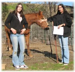 horse rescue