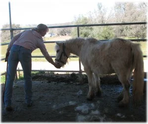 horse rescue