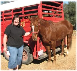 horse rescue