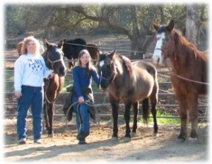 horse rescue