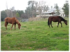 horse rescue