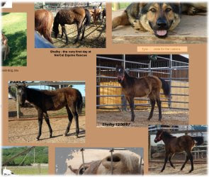 horse rescue