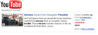 horse rescue