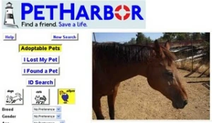 horse rescue