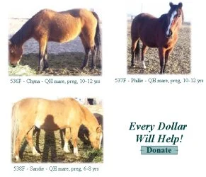 horse rescue