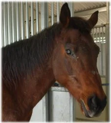 horse rescue