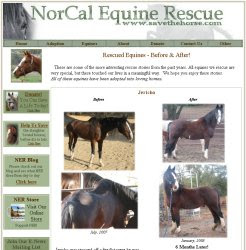 horse rescue