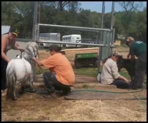 horse shelter