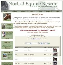 horse rescue