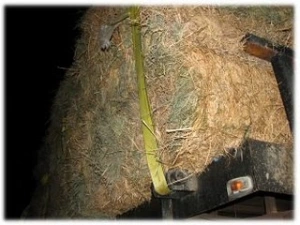 horse rescue