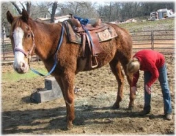 horse rescue