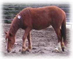 horse rescue