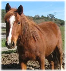 horse rescue