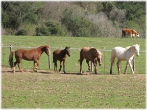 horse rescue