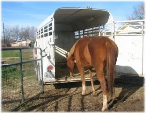 horse rescue