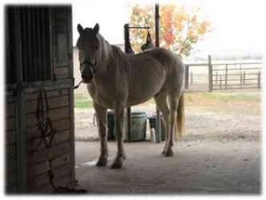 horse rescue