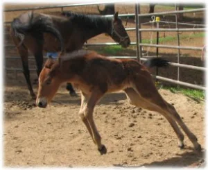 horse rescue