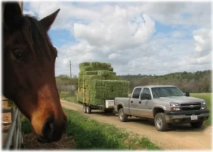 horse rescue