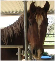 horse rescue