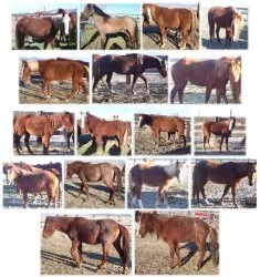 horse rescue