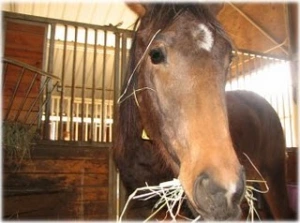 horse rescue