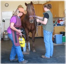 horse rescue