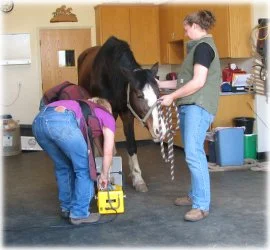 horse rescue