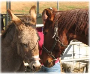 horse rescue