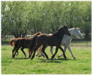 horse rescue