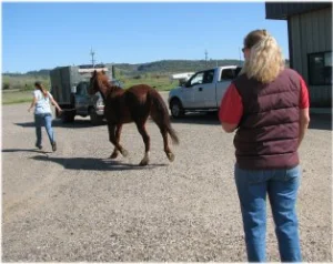 horse rescue