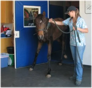 horse rescue