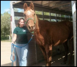 horse shelter