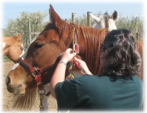 horse rescue