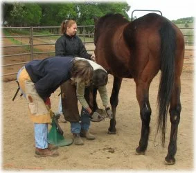 horse rescue