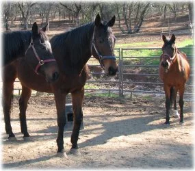 horse rescue