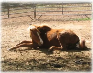 horse rescue