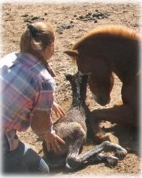 horse rescue