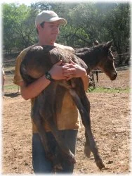 horse rescue
