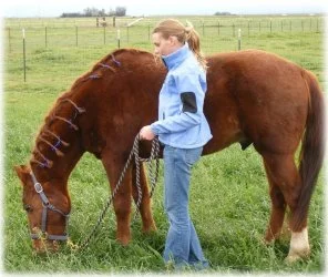 horse rescue