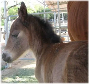 horse rescue