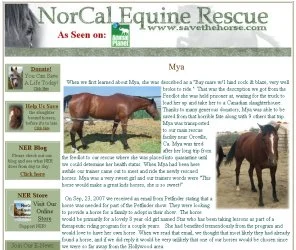 horse rescue