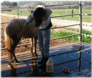 horse rescue