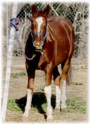 horse rescue