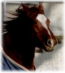 horse rescue