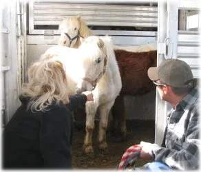 horse rescue