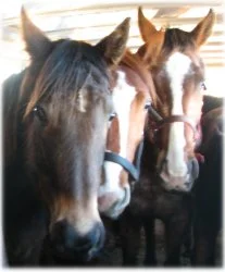 horse rescue