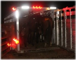 horse rescue