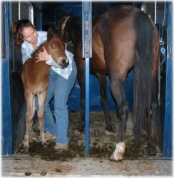 horse rescue